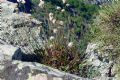 Armeria morisii